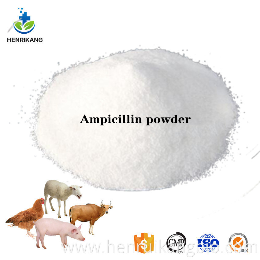 Ampicillin powder